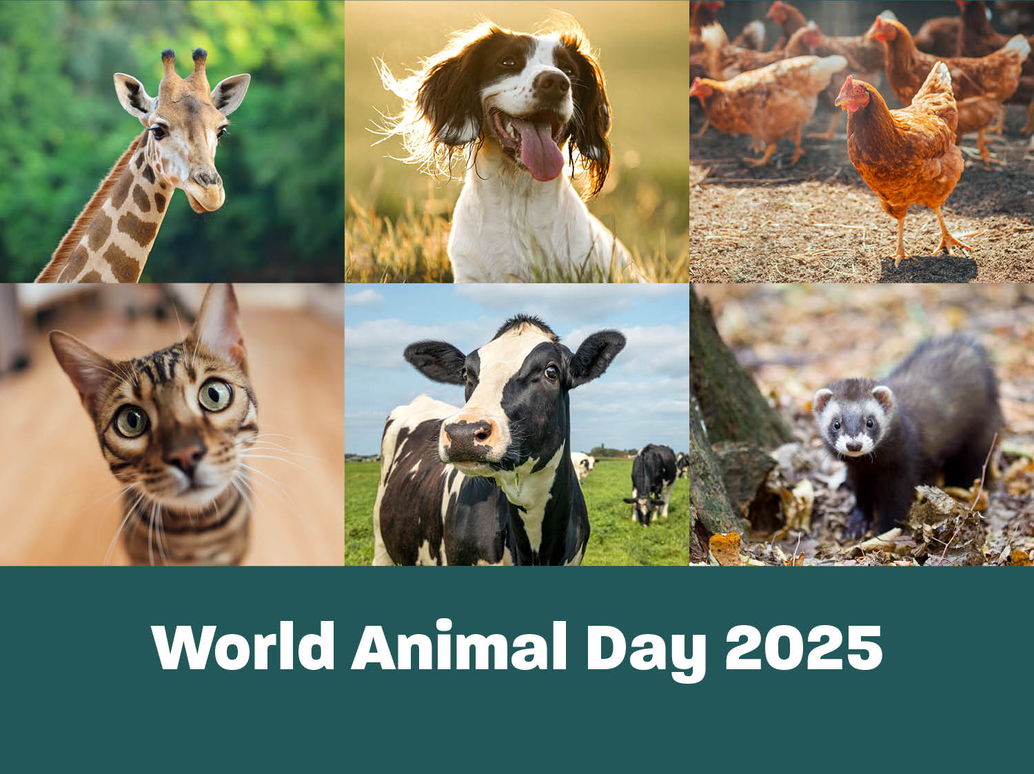 World Animal Day 2025 - E&J